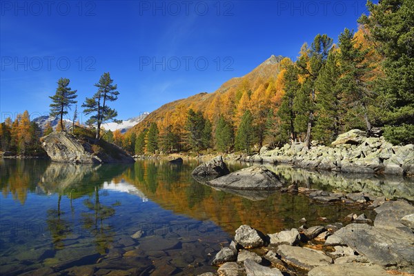 Larch forest reflected in Lake Lago di Saoseo