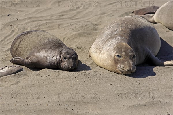 Northern Elephant Seals (Mirounga angustirostris)