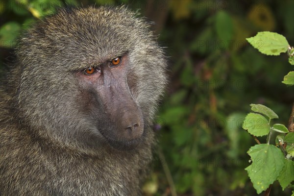 An olive baboon (Papio anubis)