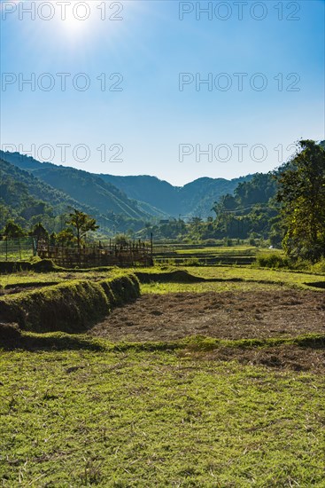 Harvested rice paddies