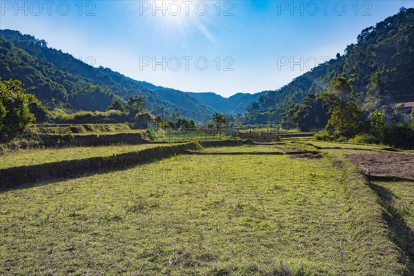 Harvested rice paddies