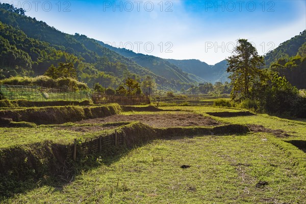 Harvested rice paddies
