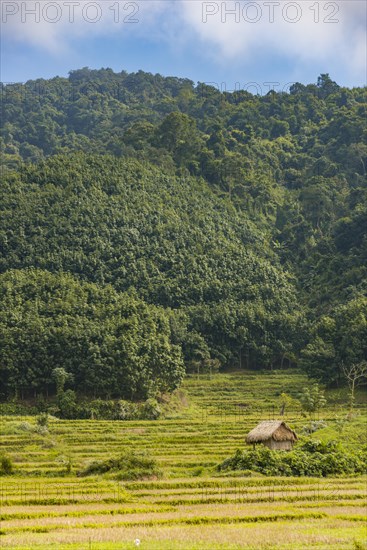 Rice paddies after harvest