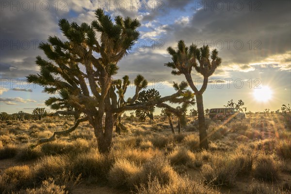 Joshua Trees (Yucca brevifolia) at sunset