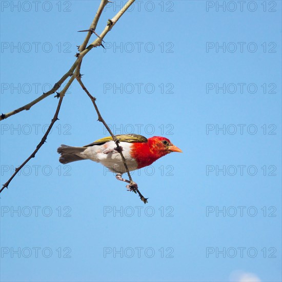 Red-headed weaver (Anaplectes rubriceps)