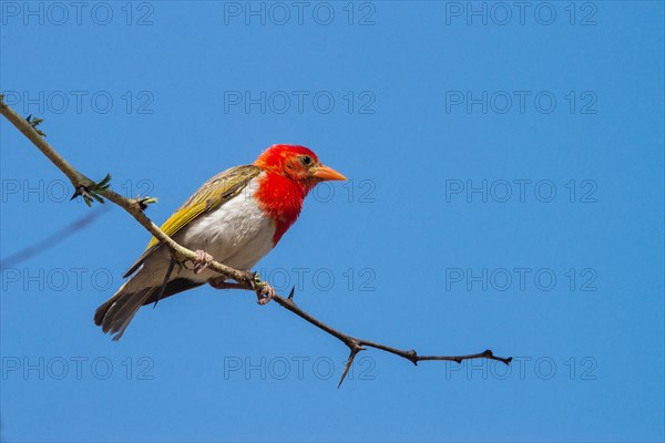 Red-headed weaver (Anaplectes rubriceps)