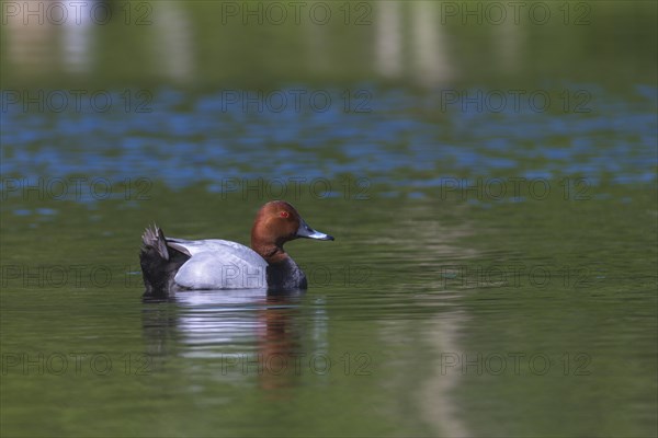 Pochard (Aythya ferina) in the water