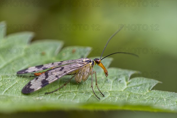 Panorpidae (Panorpa communis) on leaf