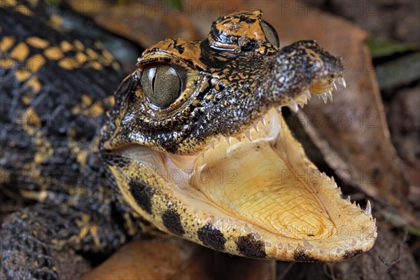 Dwarf crocodile (Osteaolaemus tetraspis)