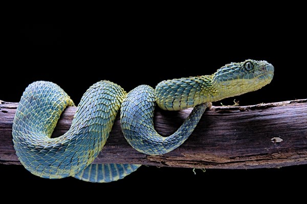 Bush viper (Atheris squamigera)