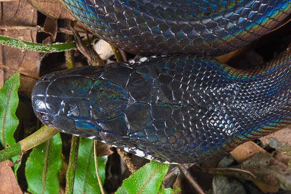 Northern white-lipped python (Bothrochilus albertisii)