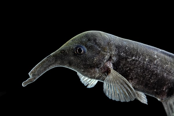 Elephant fish (Campylomormyrus compressirostris)