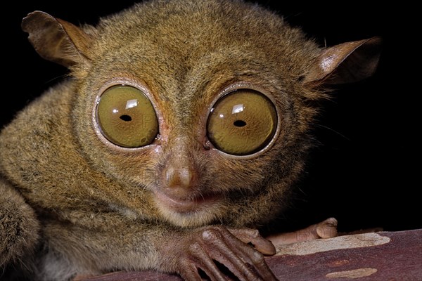 Horsfield's tarsier (Cephalopachus bancanus)