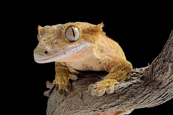 Eyelash gecko (Correlophus ciliatus) on a perch