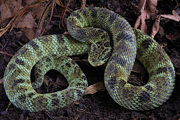 Endemic Pit viper (Bothrops chloromelas)