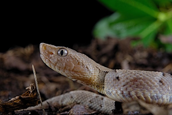 Brazilian lancehead (Bothrops moojeni)