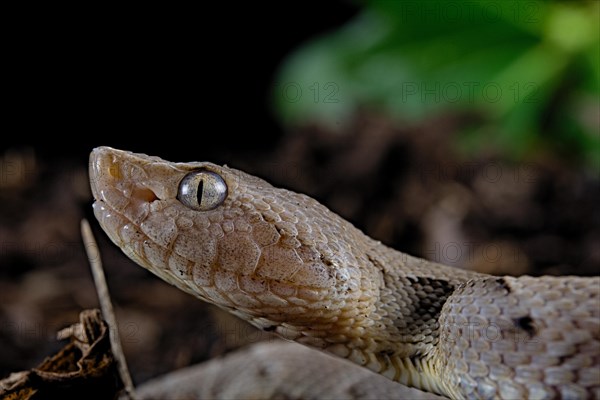 Brazilian lancehead (Bothrops moojeni)