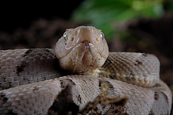 Brazilian lancehead (Bothrops moojeni)