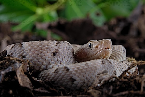 Brazilian lancehead (Bothrops moojeni)