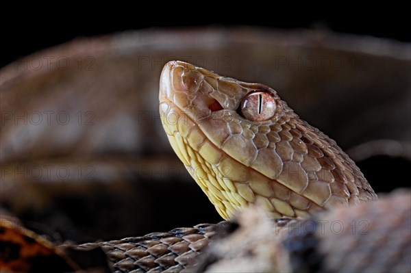 Brazil's lancehead (Bothrops brazili)