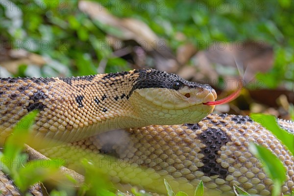 Black Headed bushmaster (Lachesis melanocephala) Costa Rica