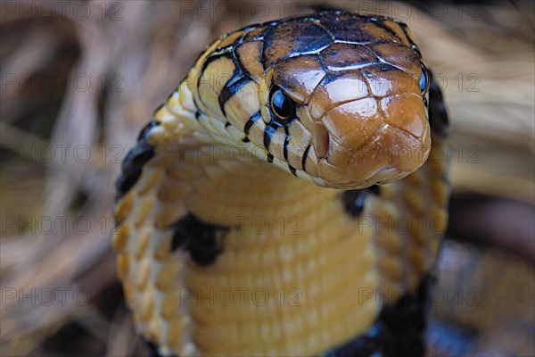 Forest cobra (Naja melanoleuca) Captive. Cameroon