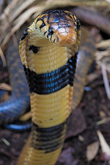 Forest cobra (Naja melanoleuca) Captive. Cameroon