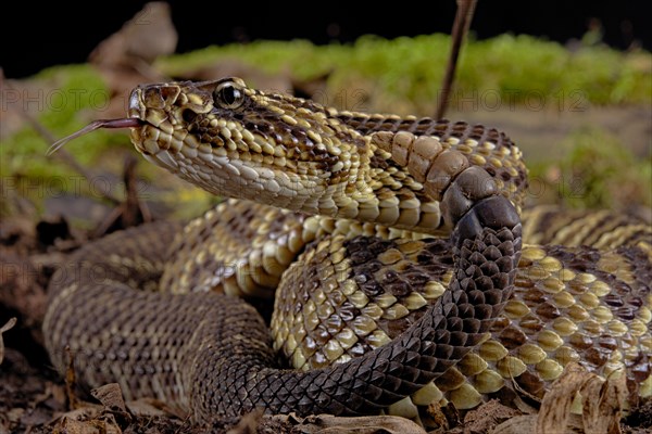 Cascabel Rattlesnake (Crotalus durissus terrificus) Captive. America