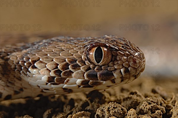 Carpet viper (Echis ocellatus) Captive. Africa