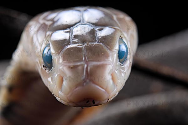 Taiwan cobra (Naja atra formosa) Captive. Taiwan