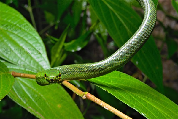 Jansens'Ratsnake (Gonyosoma jansenii)