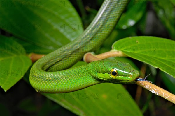 Jansens'Ratsnake (Gonyosoma jansenii)