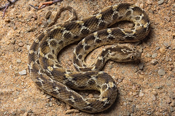 Egyptian saw-scaled viper (Echis pyramidum) .Egypt