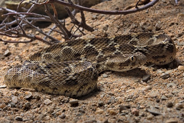 Egyptian saw-scaled viper (Echis pyramidum) .Egypt