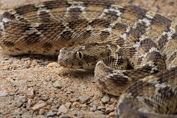 Egyptian saw-scaled viper (Echis pyramidum) .Egypt