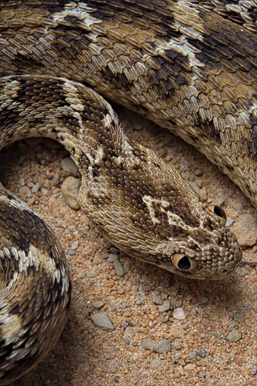 Egyptian saw-scaled viper (Echis pyramidum) .Egypt