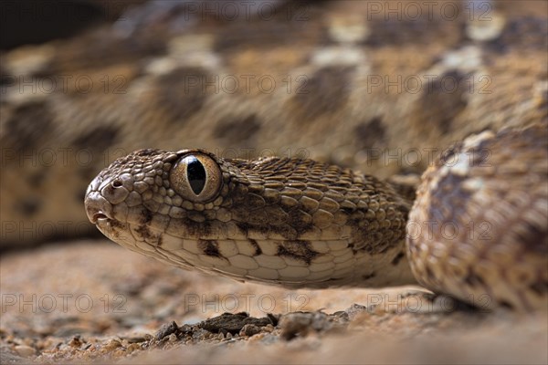 Egyptian saw-scaled viper (Echis pyramidum) .Egypt