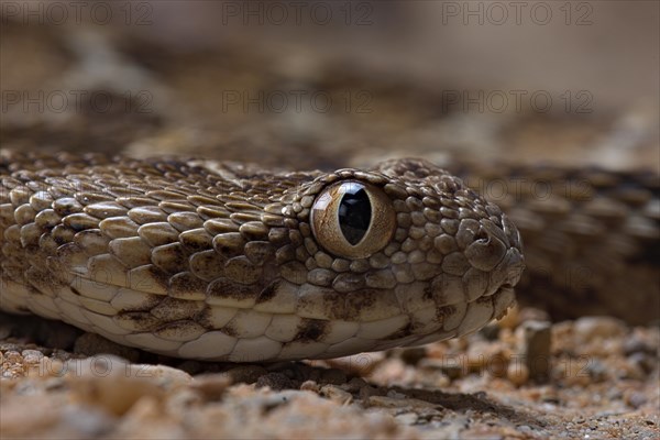 Egyptian saw-scaled viper (Echis pyramidum)