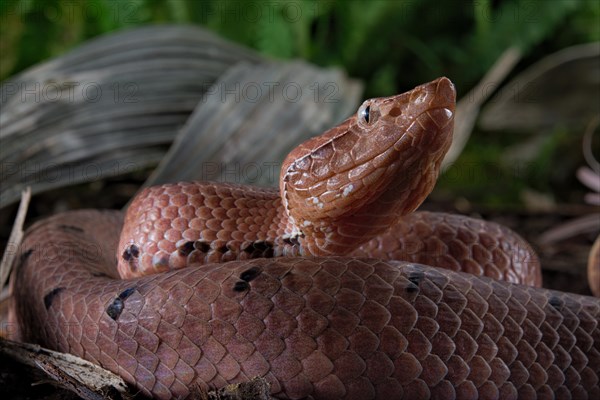 Hump-nosed Pit viper (Hypnale hypnale)