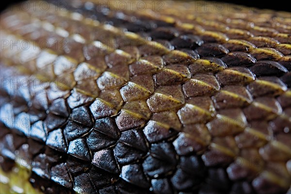 Tentale snake (Erpeton tentaculatum) captive