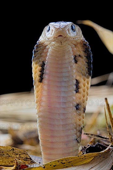 Taiwan cobra (Naja atra formosa)