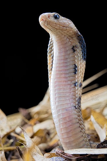 Taiwan cobra (Naja atra formosa) Captive. Taiwan