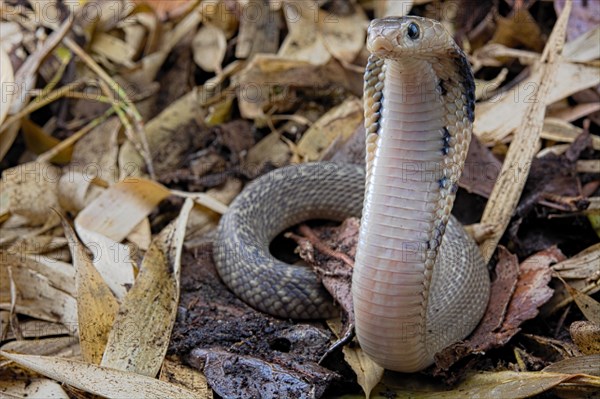 Taiwan cobra (Naja atra formosa)