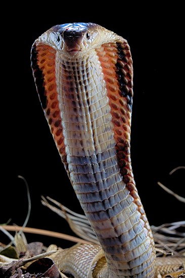 Monocled cobra (Naja kaouthia)