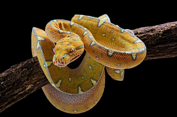 Green tree python (Morelia viridis) Jayapura locality.Sub adulte. captive