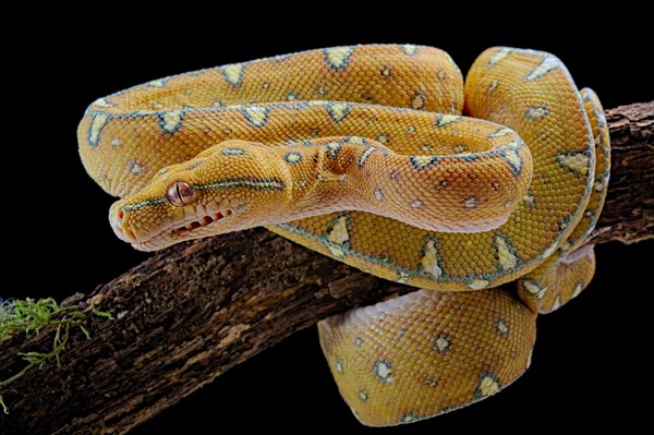 Green tree python (Morelia viridis) Jayapura locality.Sub adulte. captive