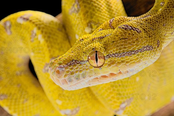 Green tree python (Morelia viridis) Aru locality. Juvenile. captive