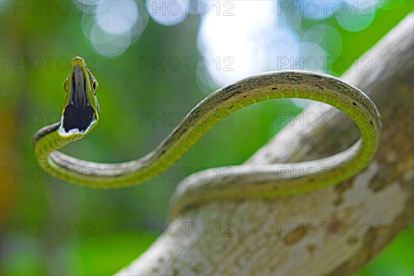 Brown vine snake (Oxybelis aenus) - Photo12-imageBROKER-Clement Carbillet