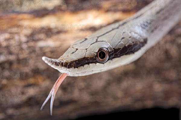 Rhinoceros ratsnake (Gonyosoma boulengeri)