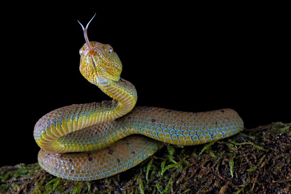 Philippines Pit Viper (Trimeresurus flavomaculatus)